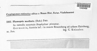 Phomopsis macilenta image